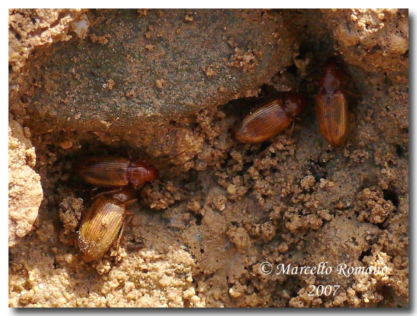 Dicheirotrichus obsoletus (Carabidae) alle saline di Trapani